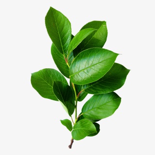 绿色植物叶子素材