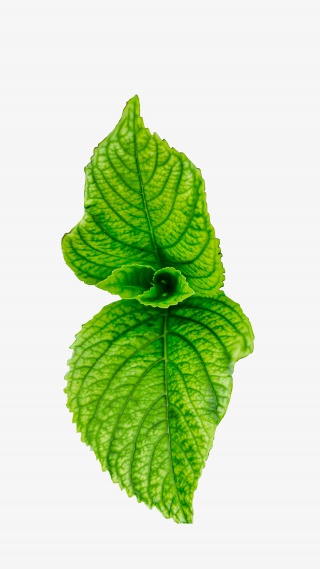 清新的绿色的薄荷叶子