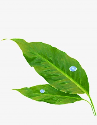 手绘叶子露珠装饰元素