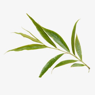 绿色植物叶子PNG透明图片素材
