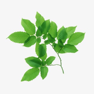 一枝树叶子