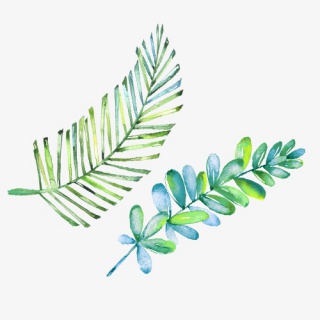 透明植物素材