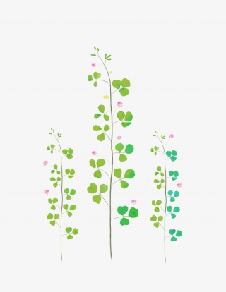 植物装饰幸运草小花手绘素材
