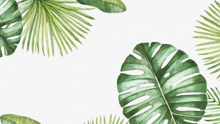绿叶植物PNG