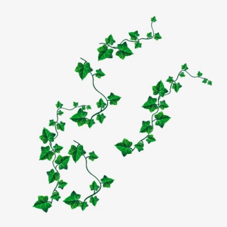 绿色藤蔓植物