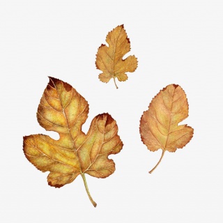 枯树叶黄色手绘