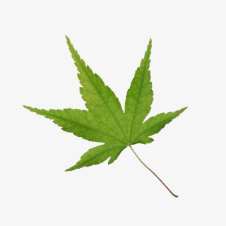 树叶