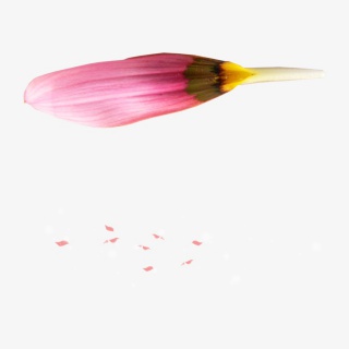 装饰漂浮花瓣元素