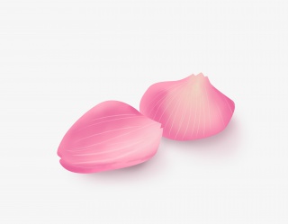 情人节手绘玫瑰花瓣