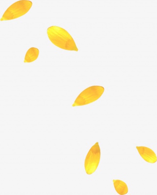 花瓣素材漂浮元素