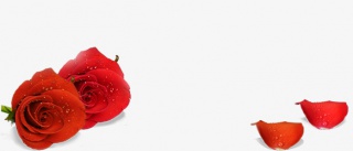 玫瑰花花瓣