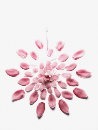 花瓣