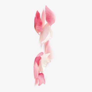 漂浮的大花瓣