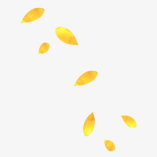 漂亮花瓣PNG免抠图素材