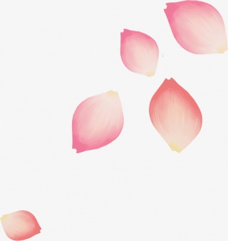 风色樱花花瓣