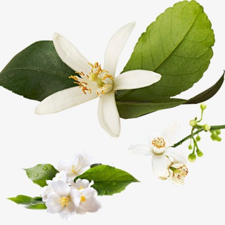 png免扣花瓣绿叶素材