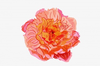 唯美牡丹花开花瓣插画