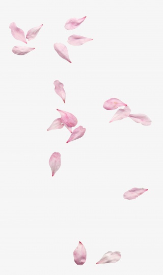 粉色花瓣