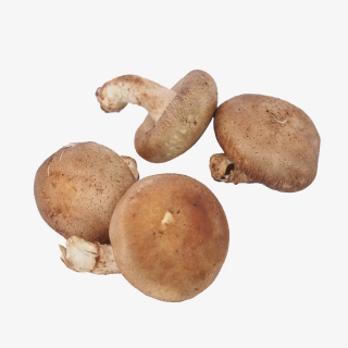 有机蔬菜蘑菇实物拍摄