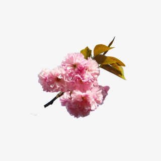 公园樱花粉色美丽风景花朵