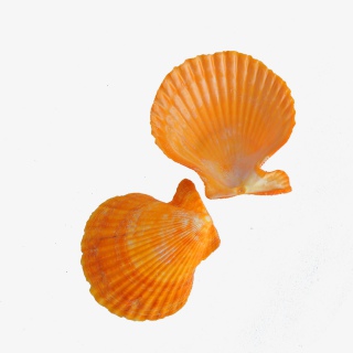 海产品贝壳实物高清摄影