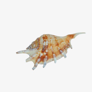 海产品贝壳实物高清摄影
