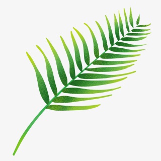 叶子绿色扁平热带植物叶子png