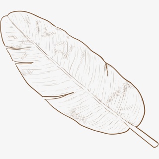 手绘植物叶子