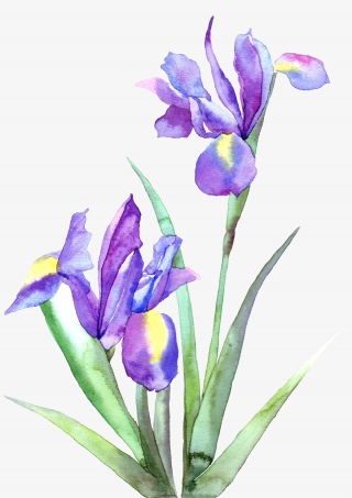 手绘紫色的郁金香花卉