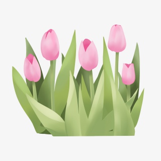 手绘鲜花装饰素材郁金香荷兰花