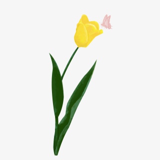 情人节手绘郁金香插画png