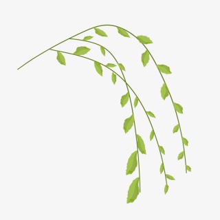 清明节柳枝飘手绘装饰元素