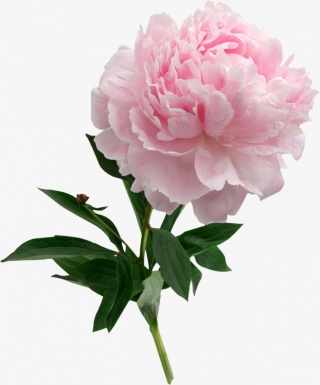 芍药花粉色花