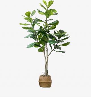 现代简约绿植盆栽