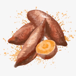 春夏水彩红薯乡下零嘴美食