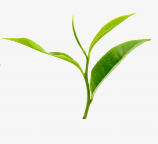 茶叶