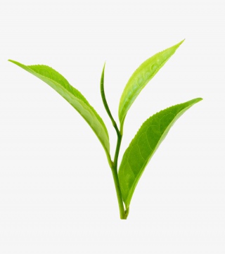 茶叶
