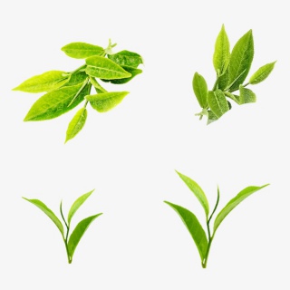 茶叶