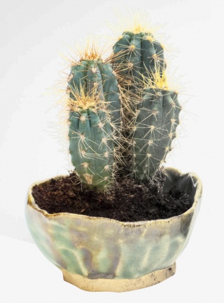 植物盆栽仙人掌