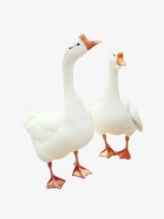 两只白色大白鹅