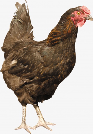 褐色家禽母鸡肉类动物
