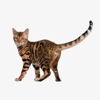 一只站立的花猫
