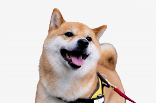 微笑的柴犬