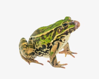 两栖动物青蛙