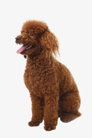一只泰迪犬