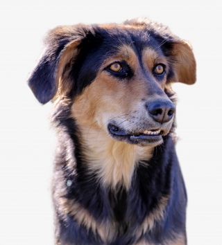 家犬动物狗