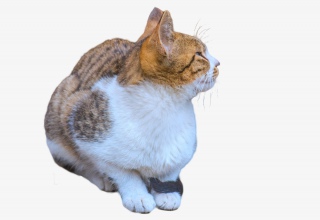 狸花猫猫咪