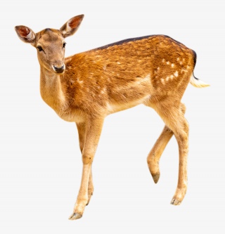 森林小鹿