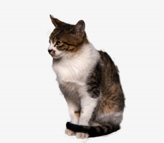 动物猫咪