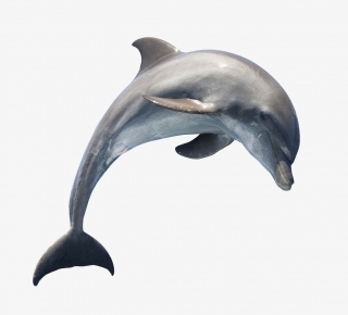 海洋生物海豚